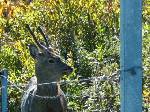 突然、エゾ鹿がやってきた。奈良公園で見慣れている鹿とは、迫力が違う