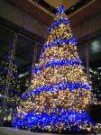 東京は、丸ビルのクリスマスツリー