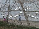 屈斜路湖で白鳥と遊ぶ子供たち