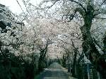 親の家へ行く途中の桜並木。満開なのを見れたのは何年ぶりだろう