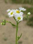 【野の花】ヒメジョオン