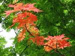公園の木が紅葉していた。この寒さに秋と勘違いしたのだろうか
