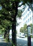 紀尾井坂。大学の頃、ランニング最後のこの坂はつらかった。今は懐かしい