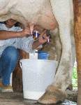 自然塾で乳搾り体験。押し花のしおりも作った