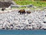 ヒグマの親子。2匹のチビさんと一緒に海へ水遊び？観光クルーザーから撮影