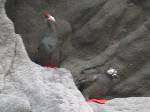 知床の海、断崖絶壁に巣を作るケイマフリ。赤い足が特徴。絶滅危惧2類に指定されている