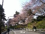 大学の土手の桜を走りながら撮影