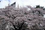 四谷の土手の桜。我が母校が見えないほど満開