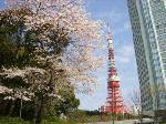 東京タワーと桜と青空