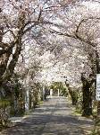生駒の桜並木。まさに満開