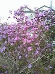 エゾムラサキツツジが咲いたどー