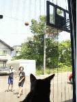 午前中は次女と三女とバスケの練習。ネコは窓ごしに見学中