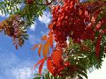 ナナカマドの実が赤くなり始めると、秋の始まり。秋が進むと、葉っぱも赤くなって行く