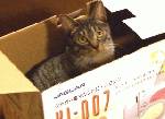 家に帰ると、ネコがまた箱に入っていた。今回は、「ミシン箱ネコ」