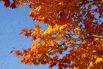 寒さが、紅葉をより鮮やかにし、オホーツクブルーの空が色を添える