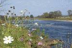 宮沢賢治の「イギリス海岸」。コスモスの花と、岩場のサギ