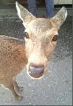 アメリカの鹿・・・ではありません。長女が修学旅行先の奈良から送ってくれた写真