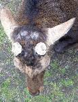 ベロを出すエイリアン…ではなく、角を切られた奈良の鹿の頭