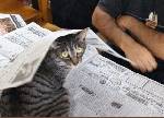 朝、お父さんが新聞を読むのを邪魔するネコ