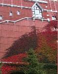 札幌で見つけた紅葉は、閉店した西武の「壁のつた」