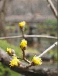 日比谷公園で見つけた「春のきざし」。サンシュユ(みずき科)のつぼみ